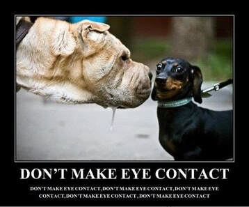 Don't make eye contact dog meme